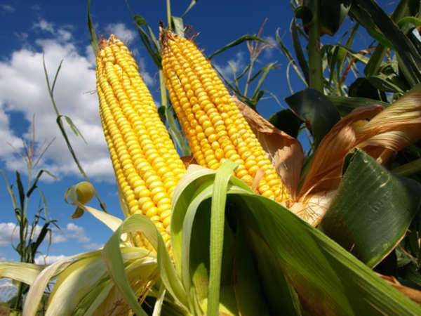 $101M to Help Farmers of Specialty Crops